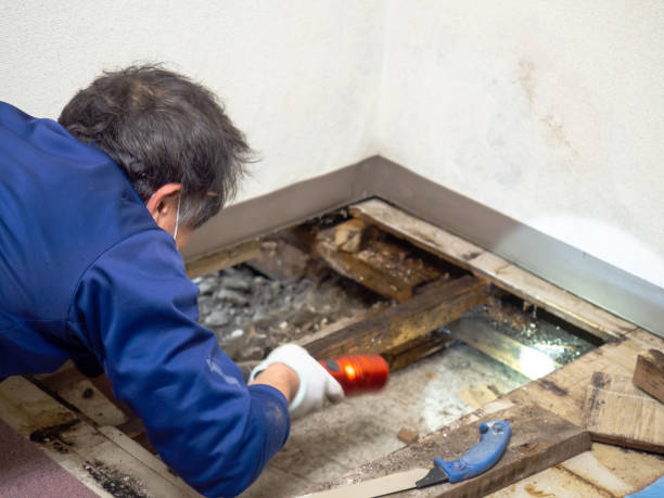 Best Certified Mold Removal  in Lebanon South, PA