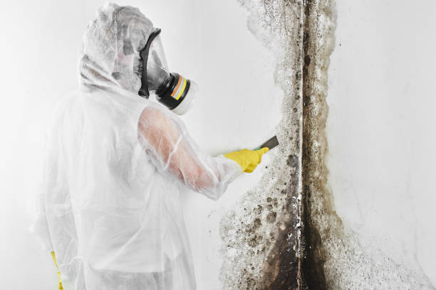 Best Home Mold Removal  in Lebanon South, PA