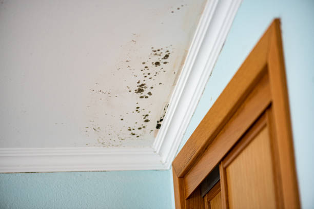 Best Affordable Mold Removal  in Lebanon South, PA